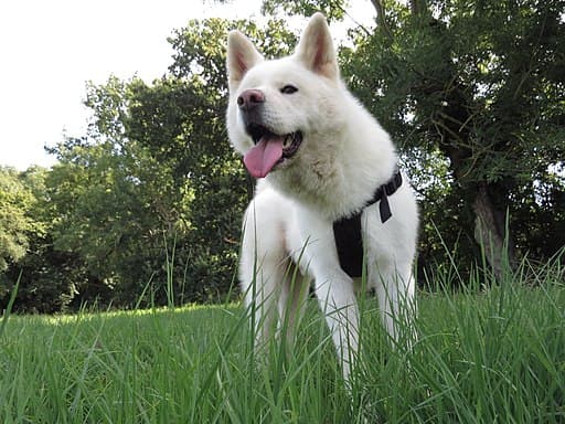 Rutas de senderismo con perros en España: parques naturales y consejos esenciales