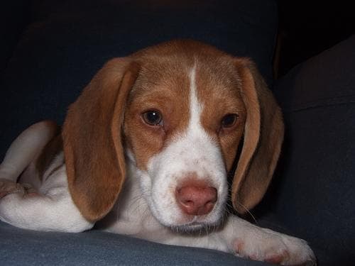 Beagle: carácter, olfato prodigioso, cuidados y el reto de su educación