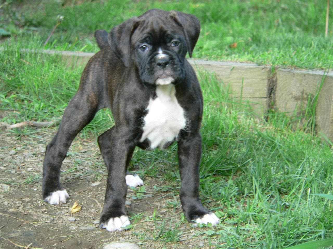 Boxer: el perro eterno cachorro — carácter, salud cardíaca y educación