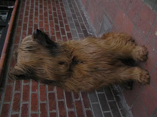 Hoteles que admiten perros en España: guía para encontrar y reservar