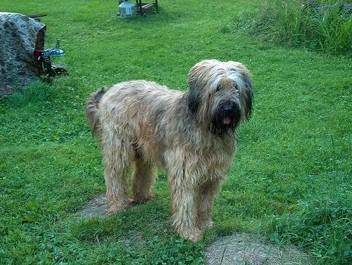 Dermatitis atópica en perros: síntomas, diagnóstico y opciones de tratamiento