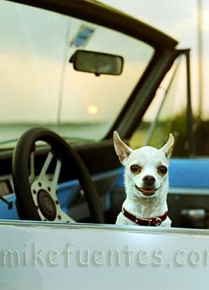 Qué hacer con tu perro cuando viajas: dog sitter, residencia canina o guardería — comparativa