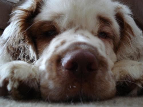 Hernia discal en perros (IVDD): síntomas, cirugía y razas con más riesgo