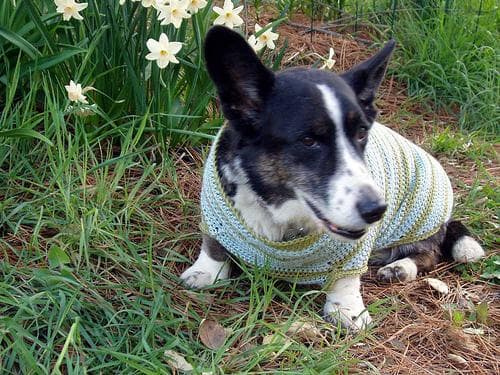 Collarines antiparasitarios para perros: Seresto, Scalibor y otros — cómo funcionan y cuál elegir