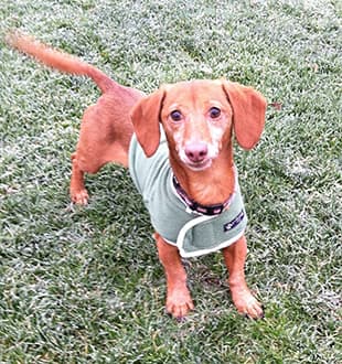 Teckel (Dachshund): tipos, carácter, IVDD y cuidados esenciales