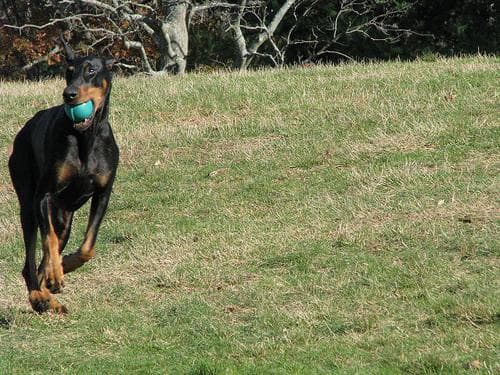 Cómo leer el lenguaje corporal de tu perro