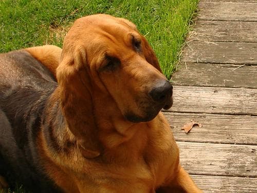 Leptospirosis en perros: síntomas, riesgo en España y por qué la vacuna importa