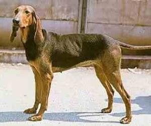 Primeros auxilios para perros: guía esencial ante golpe de calor, atragantamiento y heridas