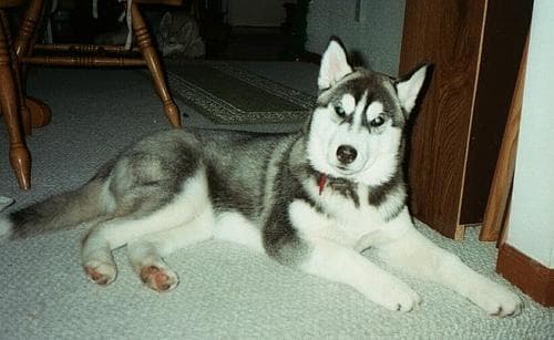 Husky Siberiano: carácter, cuidados, por qué escapan y cuánto ejercicio necesitan