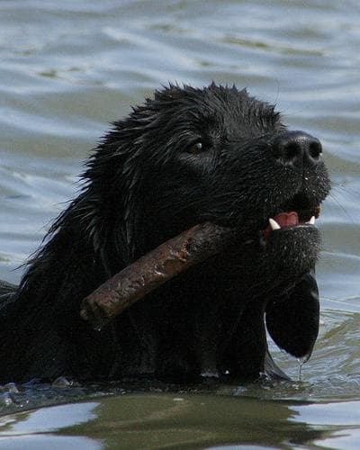 Moquillo canino: síntomas, diagnóstico, tratamiento y la importancia de la vacuna