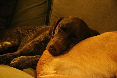 Perro solo en casa: cuántas horas es demasiado y cómo mejorar su bienestar