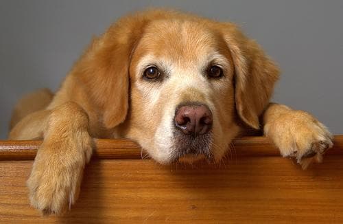 Golden Retriever: carácter, cuidados, salud y educación — guía completa