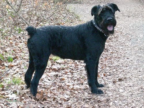 Leishmaniosis canina en España: síntomas, diagnóstico, tratamiento y prevención