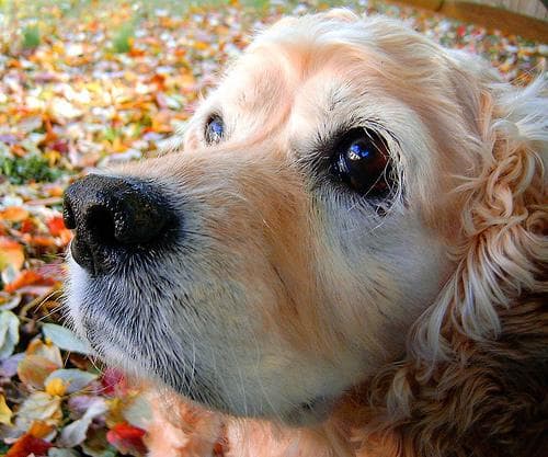 Babesiosis en perros: síntomas, prevención y tratamiento